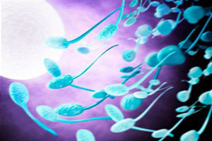 В норме в каждом поле зрения должно быть 10 – 15 сперматозоидов