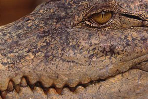 Крокодилий глаз