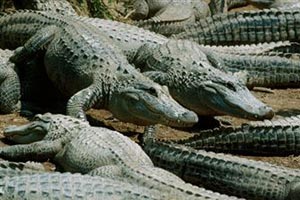 Крокодилы на лежбище