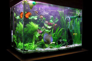 Пресноводный аквариум можно стилизовать в современном стиле