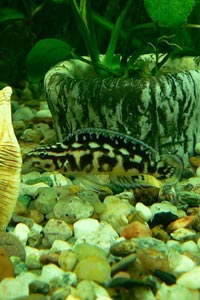 Рыбки юлидохромис Марлиера и цитроновый амфилофус