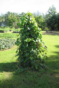 Растение диоскорея
