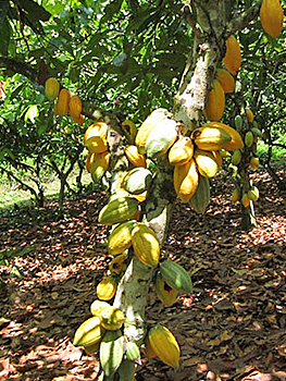 Горячий шоколад поможет не сойти с ума
