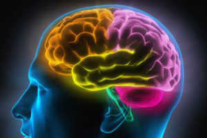 активность мозга